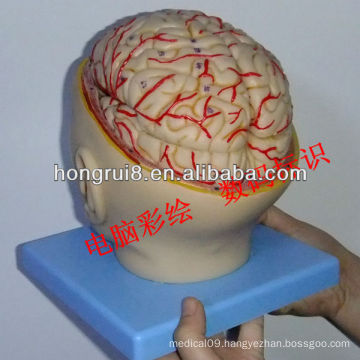 ISO Detachable Brain with Arteries on head, Head Model, Brain Model